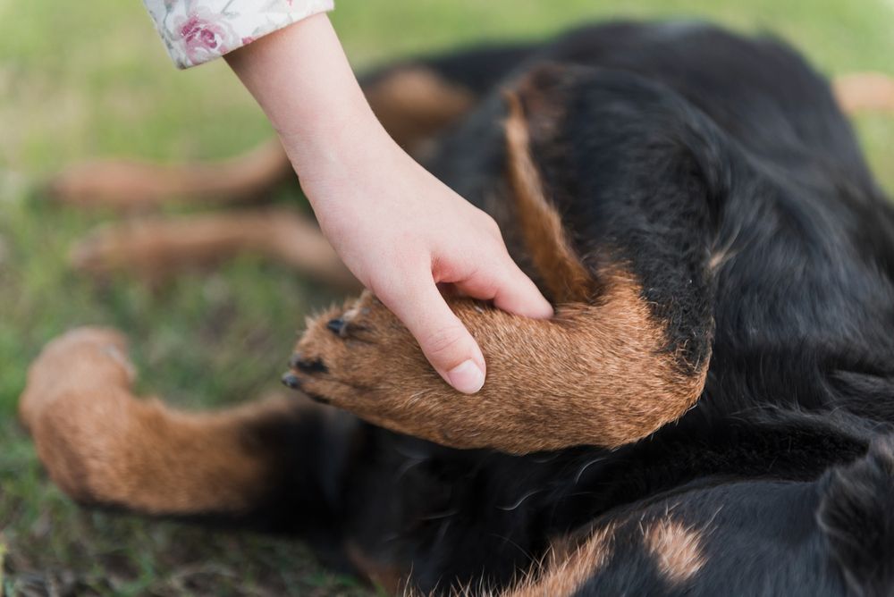 Como a legislação entende a questão dos animais de estimação