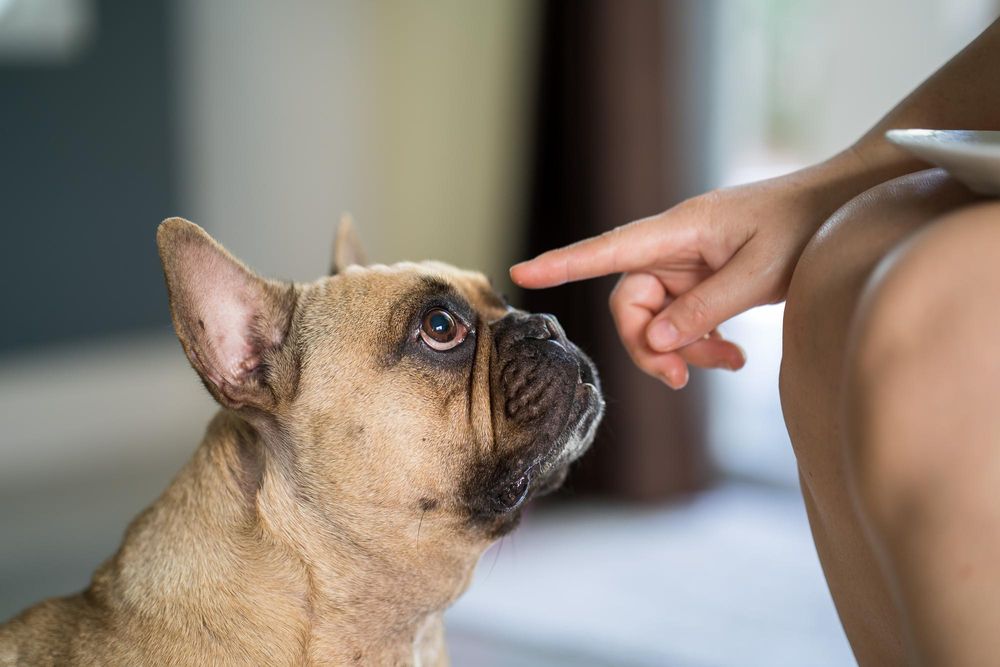 O que acontece com os animais no divórcio?