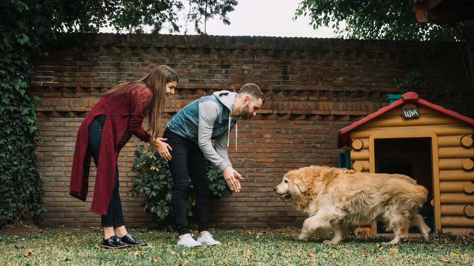 Divórcio: é possível ter guarda compartilhada de animais de estimação?